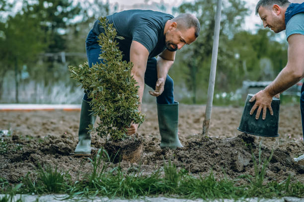 How Our Tree Care Process Works  in  Madison, GA